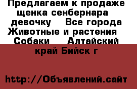 Предлагаем к продаже щенка сенбернара - девочку. - Все города Животные и растения » Собаки   . Алтайский край,Бийск г.